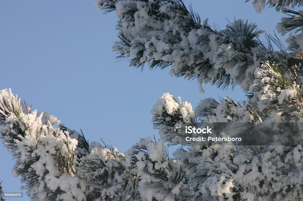 Zimą drzewa Zbliżenie - Zbiór zdjęć royalty-free (Bez ludzi)