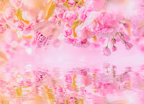 istock Sakura flower cherry blossom, water reflection, light. Greeting card background template. Shallow depth. Soft toned. Spring nature 925004654