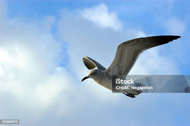 Cielo Blu Gabbiano - Fotografie stock e altre immagini di Ala di animale - Ala di animale, Ambientazione esterna, Blu