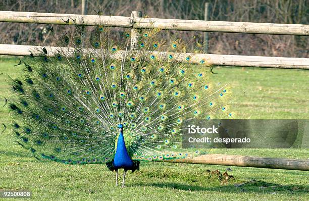 Pavão Pé - Fotografias de stock e mais imagens de Animal - Animal, Ao Ar Livre, Beleza