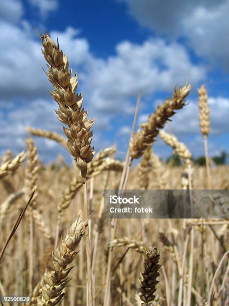 Foto de Trigo Closeup e mais fotos de stock de Abundância - Abundância, Agricultura, Ajardinado