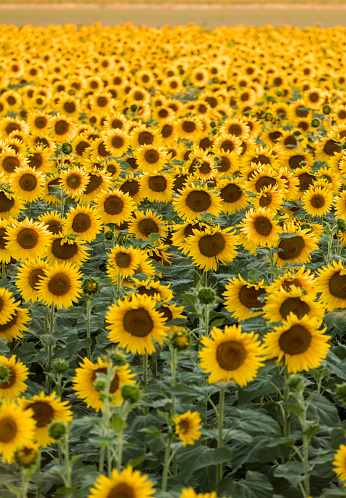 Sunflowers field near Arles  in Provence, France