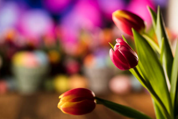 Easter eggs. Colorful tulips. Rustic wooden table. Shallow depth of focus. Bokeh background. Place for typography. Easter theme.