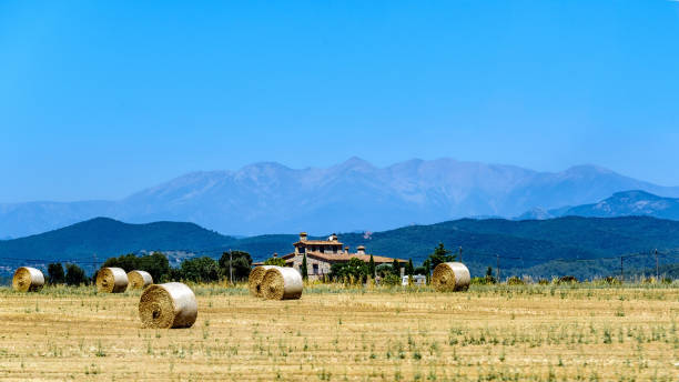 istock Rural landscape with a beveled field and stacks of straw 925009608