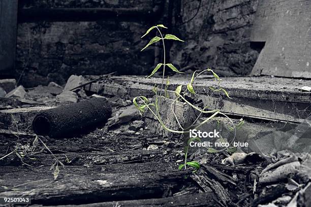 Survival Stock Photo - Download Image Now - Abandoned, Broken, Color Image