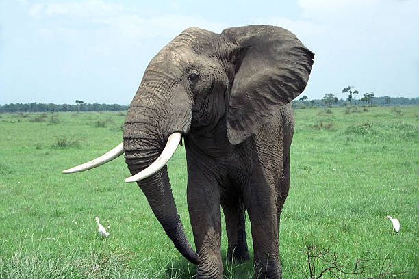 Bull Elephant stock photo