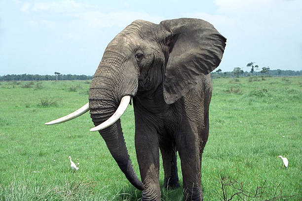 Elefante de touro - fotografia de stock