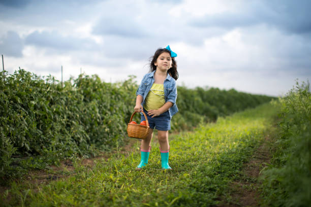istock Little girl on vegetable field 925012784