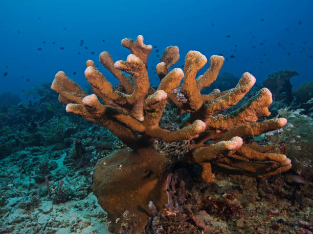 istock Staghorn coral, Geweihkoralle (Acropora palifera) 925013004
