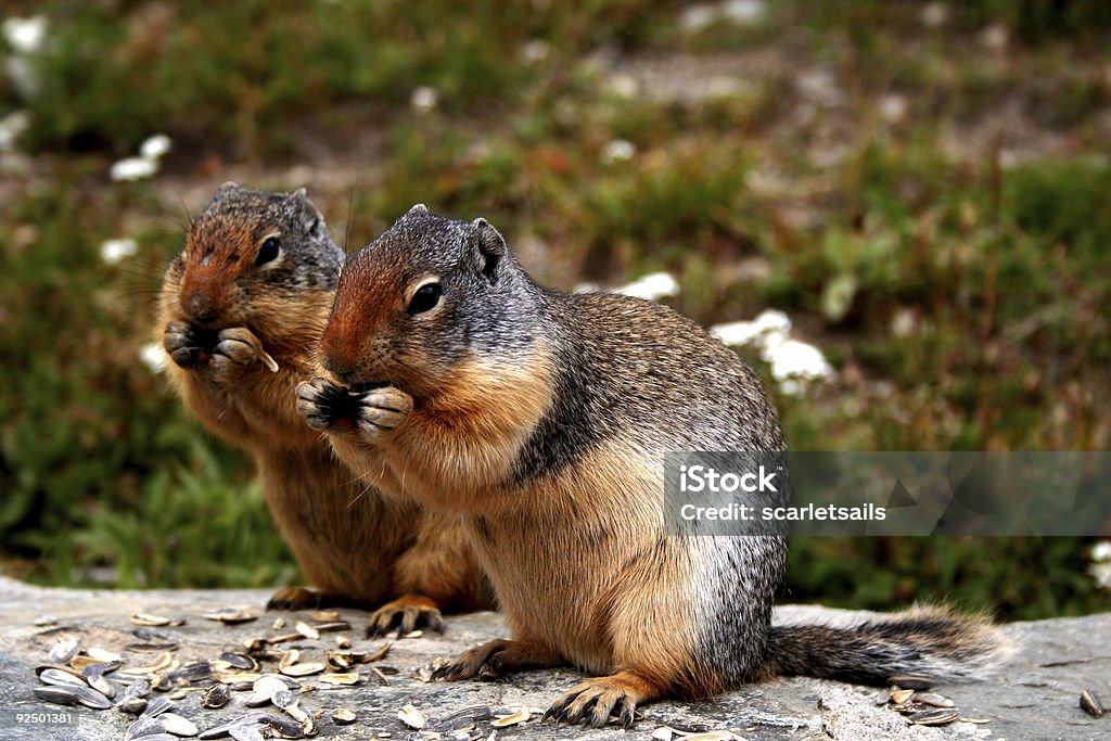 Deux écureuils manger des graines de tournesol - Photo de Animaux à l'état sauvage libre de droits