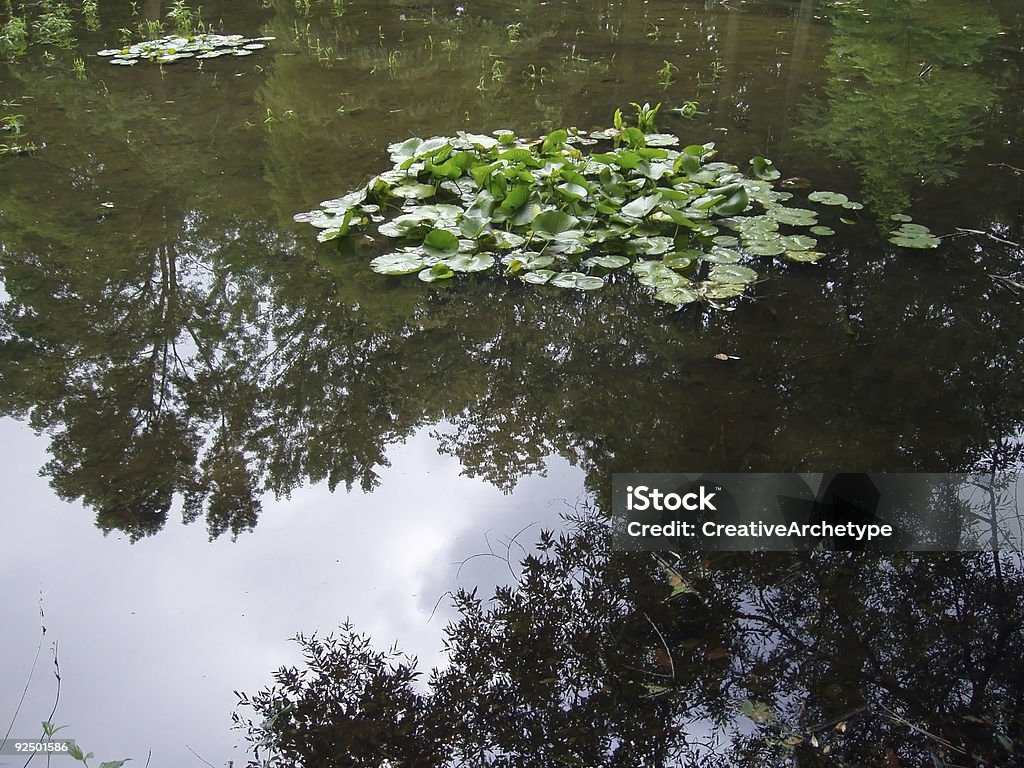 Floating groups of water lilies on a pond  Aquatic Organism Stock Photo