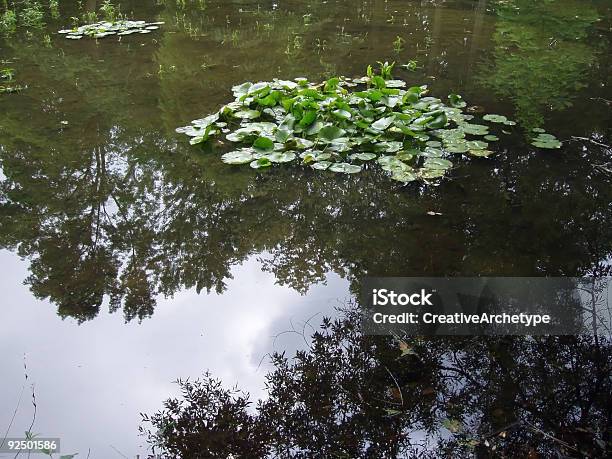 Floating Groups Of Water Lilies On A Pond Stock Photo - Download Image Now - Aquatic Organism, Color Image, Floating On Water