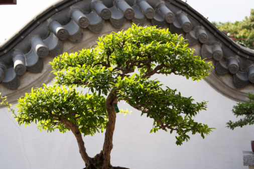 Japanese Dwarf Pine Bonsai Tree
