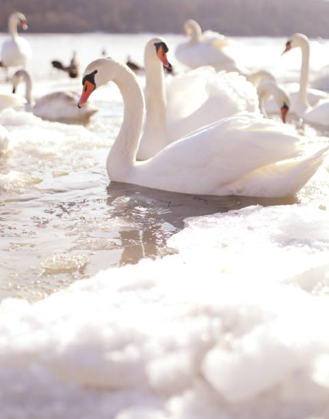 Group of Swans In Winter