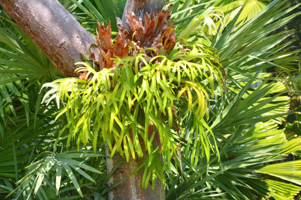 istock Platycerium fern on tree 925017132