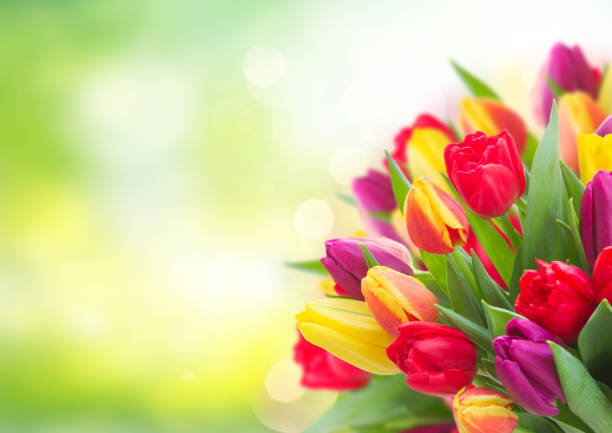 bouquet of yellow, purple and red tulips - tulip vase flower spring imagens e fotografias de stock