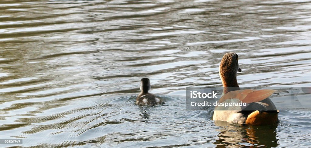 Canard et Duckie - Photo de Canard - Oiseau aquatique libre de droits