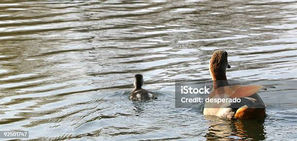 Photo libre de droit de Canard Et Duckie banque d'images et plus d'images libres de droit de Canard - Oiseau aquatique - Canard - Oiseau aquatique, Eau, Enfant