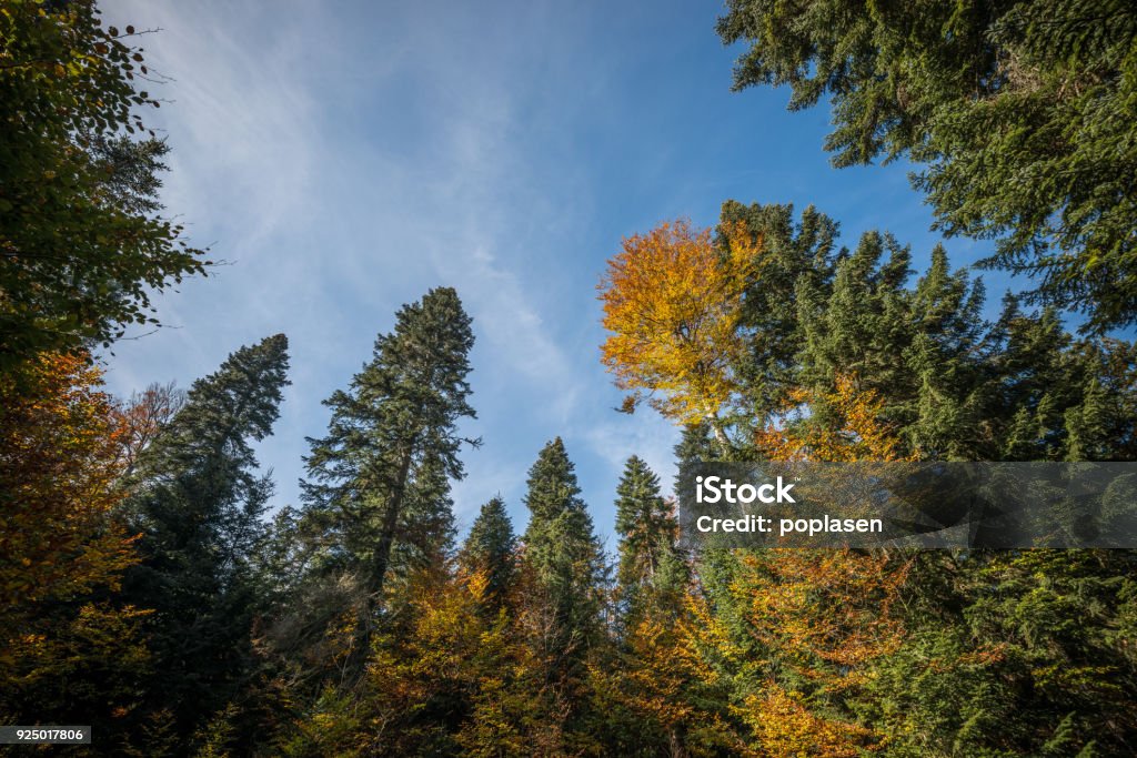 Niedrigen Winkel des herbstlichen Wald - Lizenzfrei Aufnahme von unten Stock-Foto