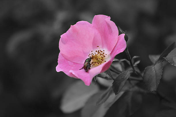 Pink rose with beetle stock photo