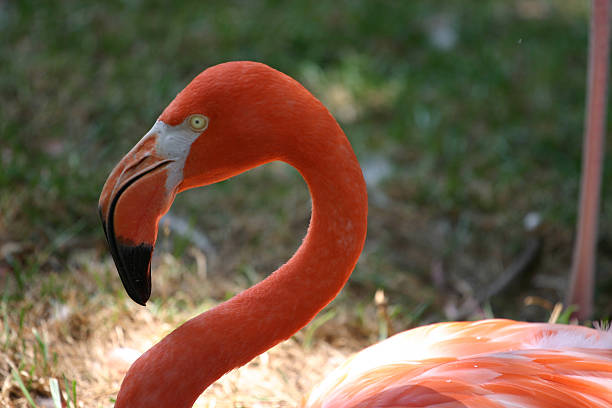 Flamingo in sunlight stock photo