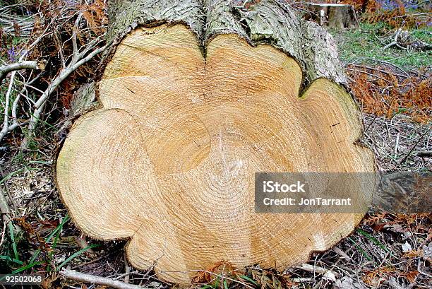 Photo libre de droit de Découpe De Vous banque d'images et plus d'images libres de droit de Angleterre - Angleterre, Arbre, Bois