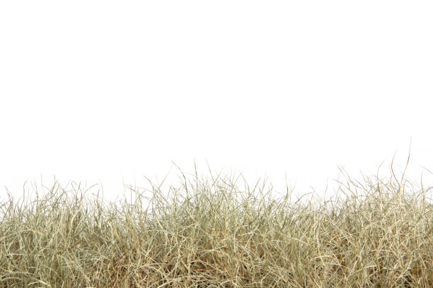 Dried grass isolated on white background.dry grass field.