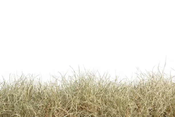 Photo of Dried grass isolated on white background.dry grass field.