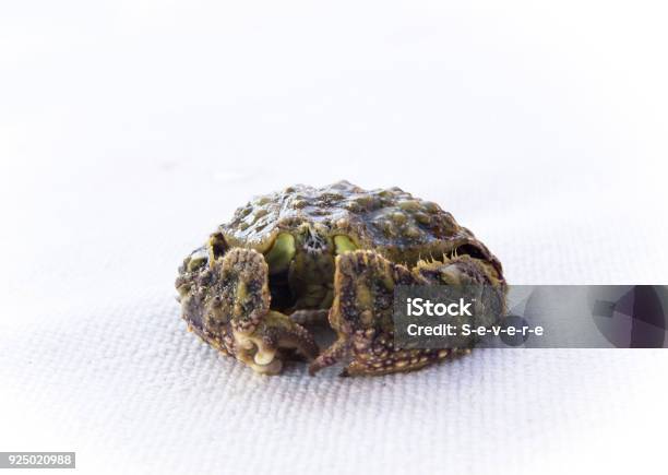 Hepatic Box Crab Red Sea Calappa Hepatica Stock Photo - Download Image Now - Aggression, Animal, Animal Body Part