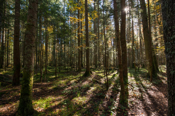 istock Beautiful morning in misty autumn forest with sun rays 925021546