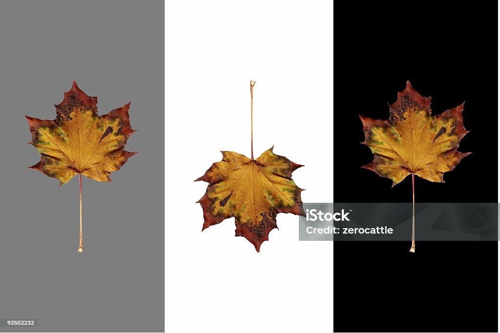 Outono Maple folhas isolado em preto, branco e 50% - Foto de stock de Estação do ano royalty-free