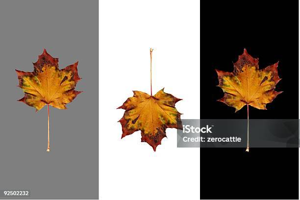 Foto de Outono Maple Folhas Isolado Em Preto Branco E 50 e mais fotos de stock de Estação do ano - Estação do ano, Figura para recortar, Folha