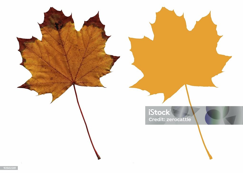 Выделение Осенний Кленовый лист (желтая с контур - Стоковые фото Без людей роялти-фри
