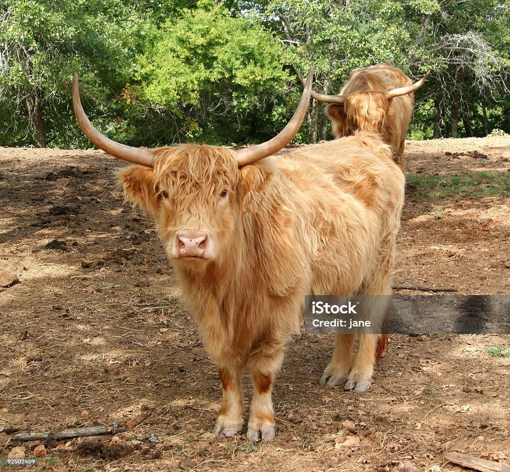 vaca - Foto de stock de Agricultura libre de derechos