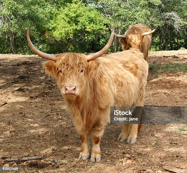Vaca Foto de stock y más banco de imágenes de Agricultura - Agricultura, Aire libre, Animal