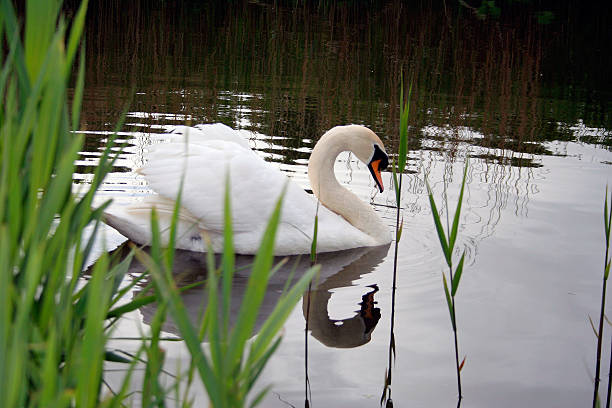 Mute Swan stock photo
