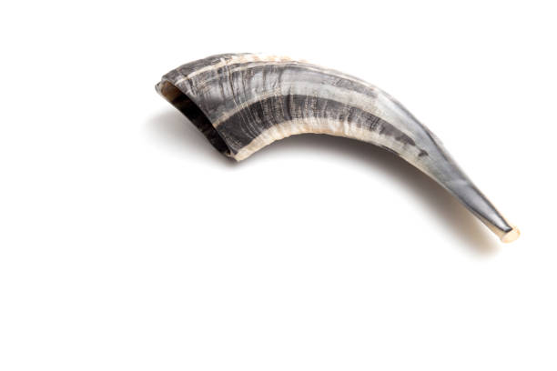 The Shofar is a Hollowed Ram's Horn Used to Call People to Rependance The Shofar is a Hollowed Ram's Horn Used to Call People to Rependance hunting horn stock pictures, royalty-free photos & images