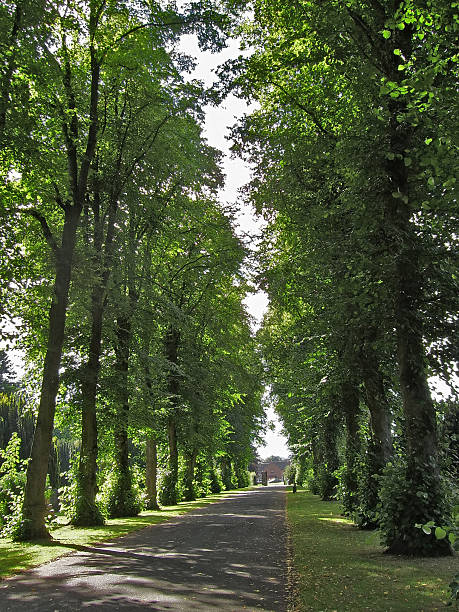 istock Avenue Of Trees 1 92502727