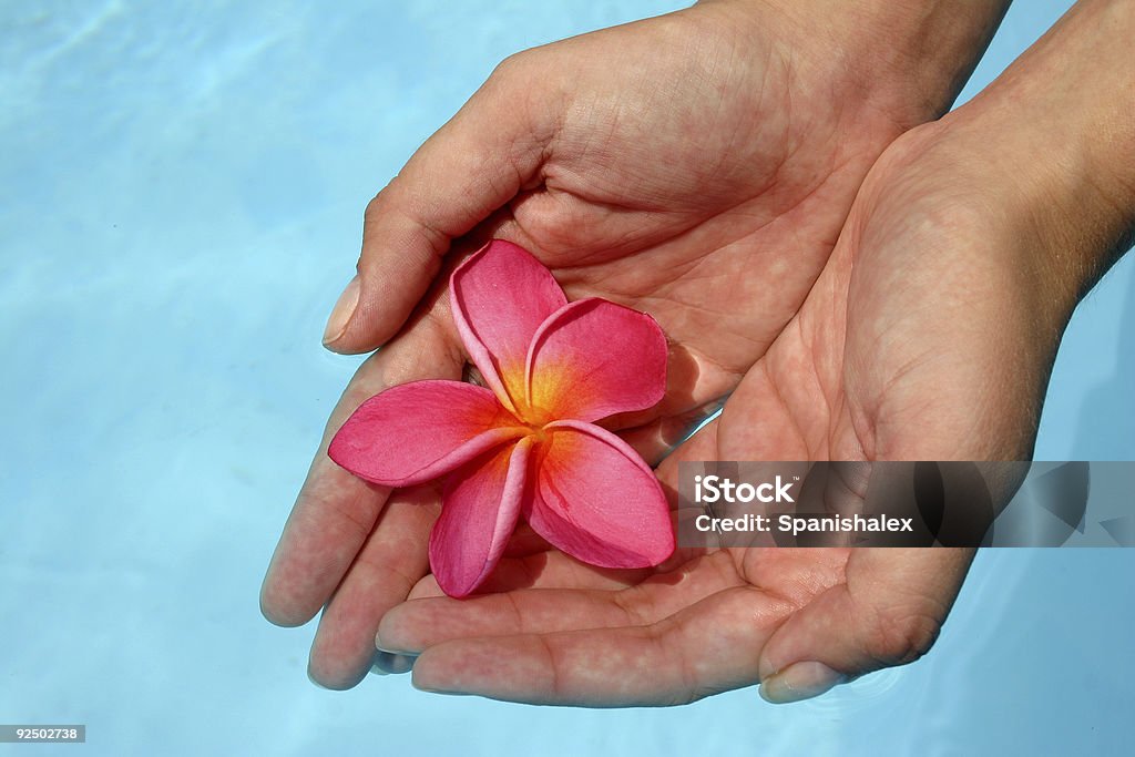 Mãos e flores - Foto de stock de Adulto royalty-free