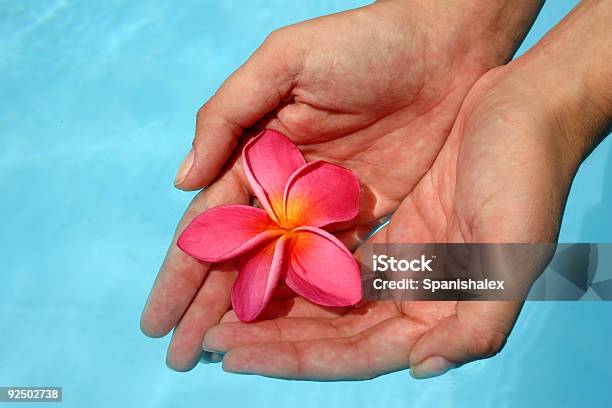 Foto de Mãos E Flores e mais fotos de stock de Adulto - Adulto, Agarrar, Braço humano