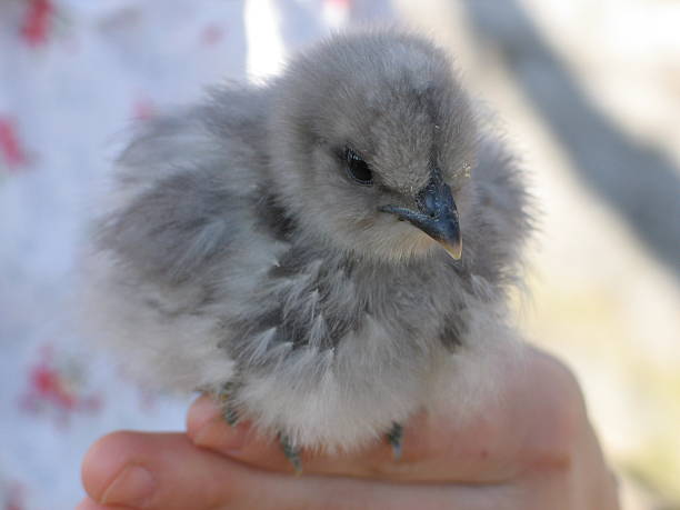 Cтоковое фото Японский шелковистый небольшой Chick