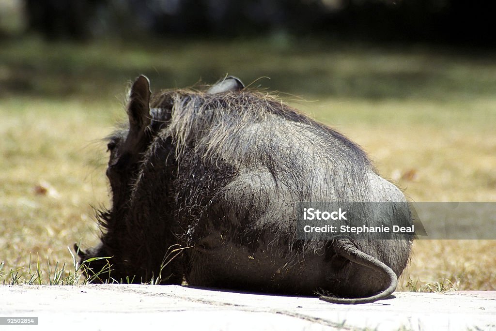 Facocero s di sedere di - Foto stock royalty-free di Aculeo