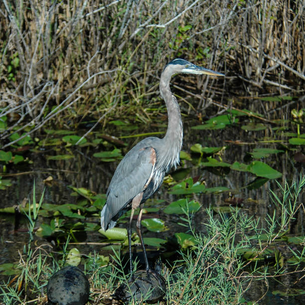 istock A Great Blue Heron Standing Atop Turtle 925028550