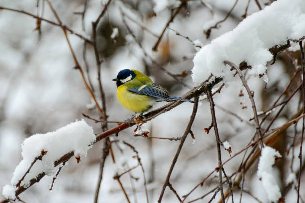 istock Titmouse sits on a tree branch in winter. 925028874