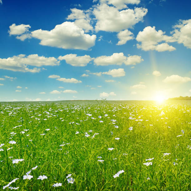 istock Field with flowering flax and sunrise on blue sky. 925029028