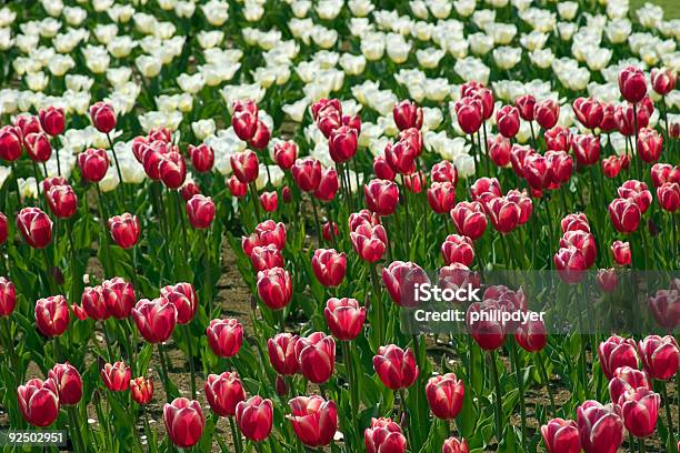 Foto de Tulipa Fundo Vermelho E Branco e mais fotos de stock de Botão - Estágio de flora - Botão - Estágio de flora, Branco, Brilhante - Luminosidade