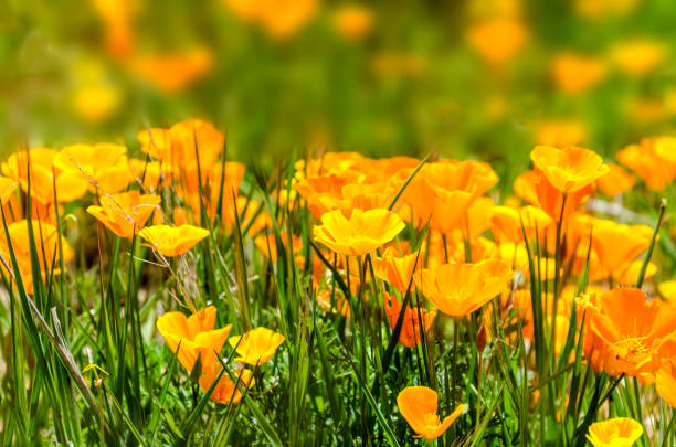 california golden poppy pole, maki kalifornijskie - poppy field flower california golden poppy zdjęcia i obrazy z banku zdjęć