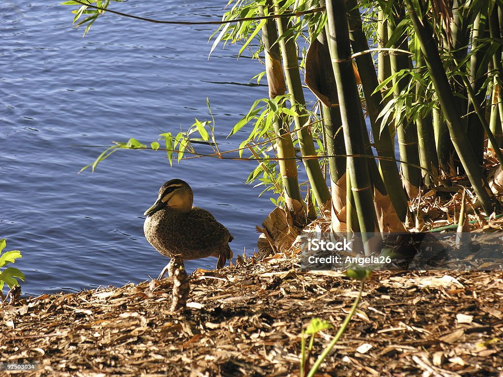 Pato e bambu no banco do rio, - Foto de stock de Animal selvagem royalty-free