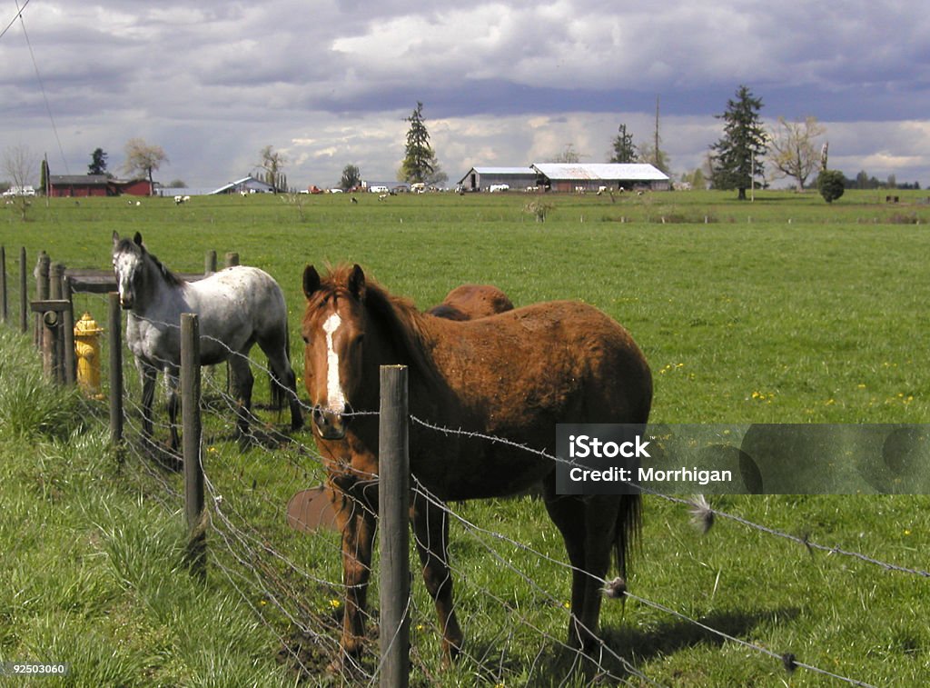 Cavalli presso i vicini - Foto stock royalty-free di Agricoltura