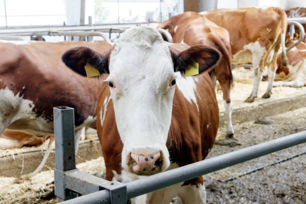 istock Dairy cow in a farm cowshed 925032078